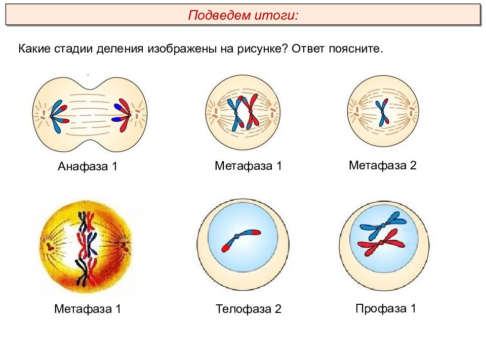 Сколько хромосом в телофазе мейоза 1. Метафаза 1 деления мейоза. Телофаза мейоза 2. Анафаза 2 деления мейоза. Профаза 2 метафаза 2 анафаза 2 телофаза 2.