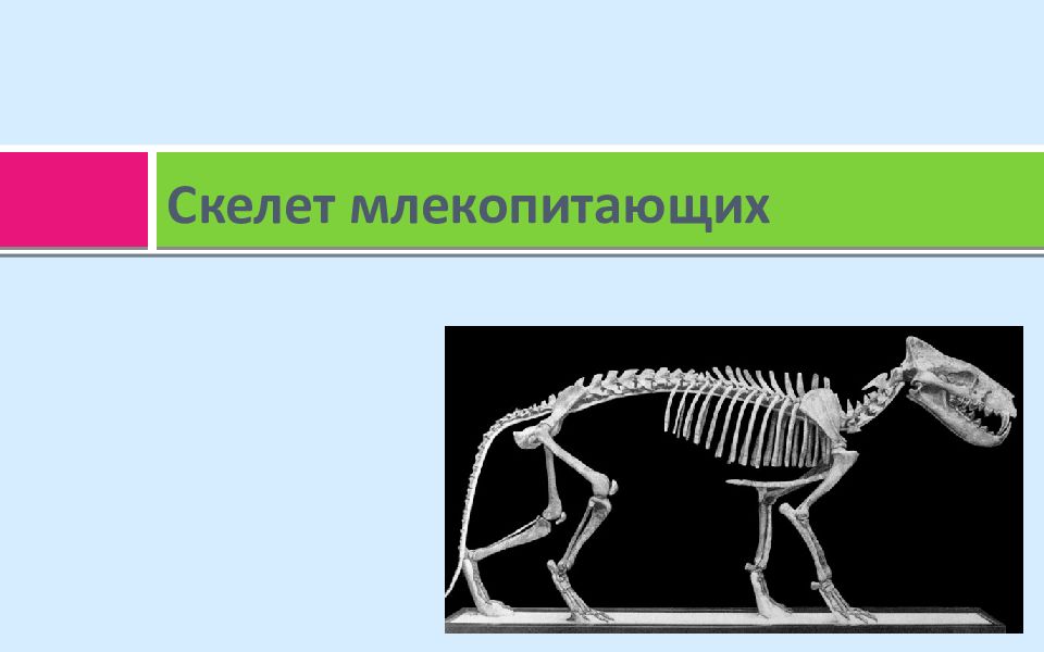 Особенности скелета млекопитающих 8 класс. Скелет млекопитающих. Скелет позвоночных. Скелет млекопитающих для практической работы. Презентация скелет млекопитающих.