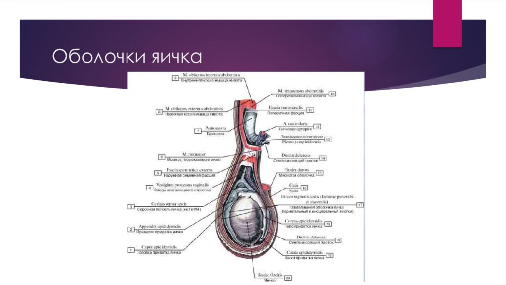 Ушиб Полового Члена