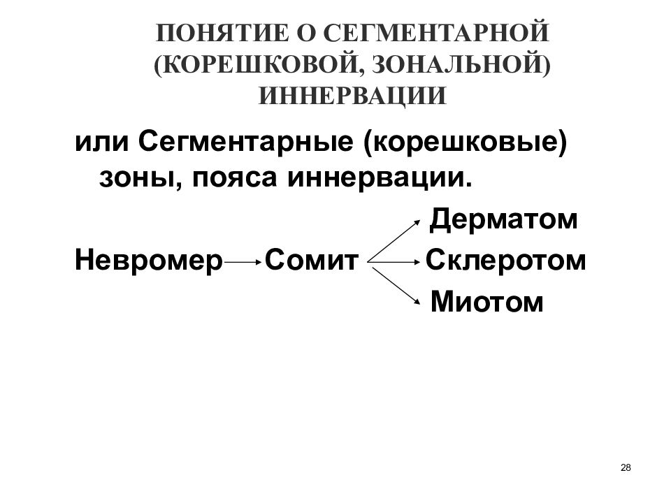 28 понятие. Невромер-Сомит. Понятие невромер-Сомит миотом дерматом. Невромер-Сомит (миотом, дерматом).. Объяснить понятие «невромер-Сомит.