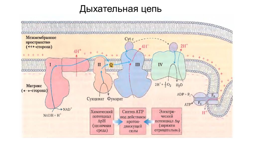 Дыхательная цепь. Дыхательная цепь БХ. Этапы дыхательной цепи. Схема работы дыхательной цепи. Схема цепи дыхательных ферментов.