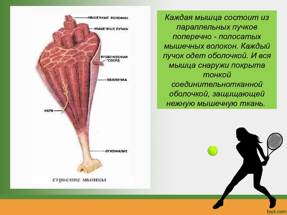 Мышцы биология 9. По биологии 8 класс строение мышц. Строение и функции мышц 8 класс. Биология 8 класс строение и функции скелетных мышц. Мышца состоит из волокон:.