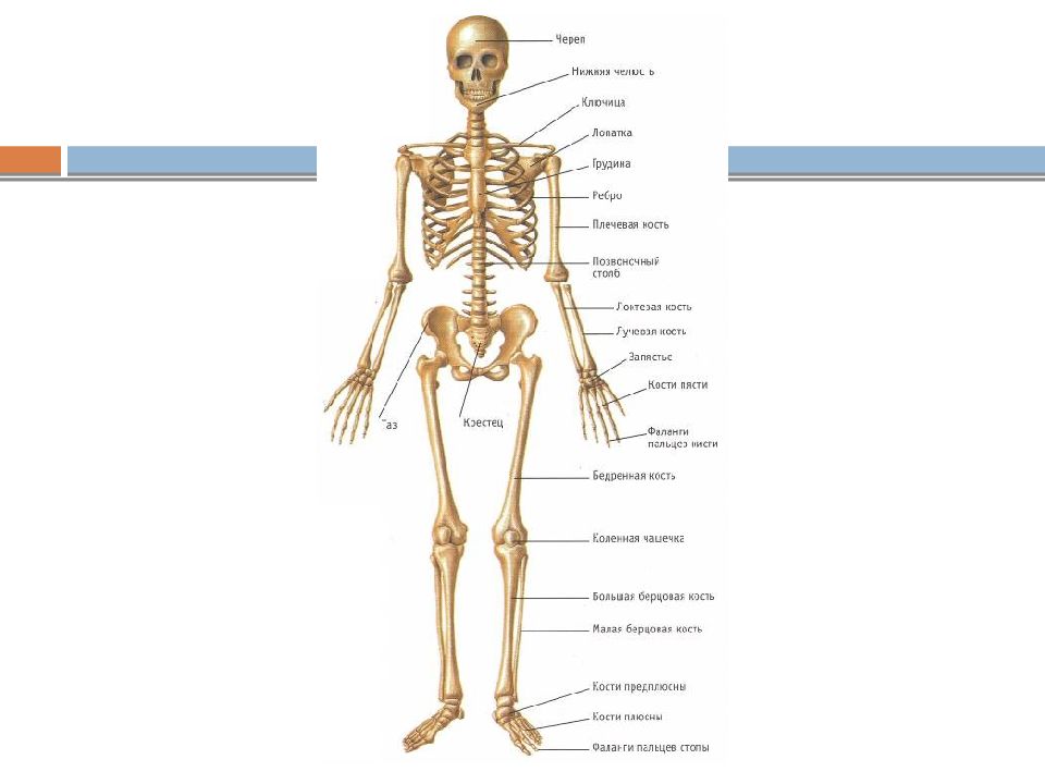 Система костей. Костная система человека и классификация. Общая характеристика скелета человека. Строение костной системы в высоком разрешении.
