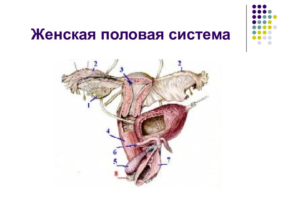 Название органов женской половой системы