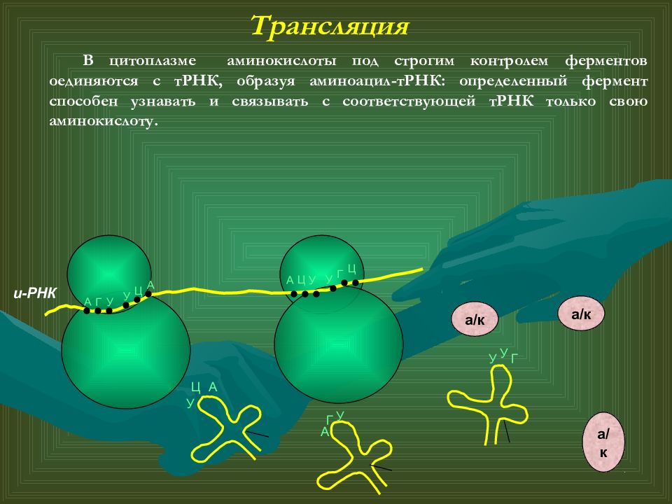 Презентация по теме аминокислоты белки 10 класс