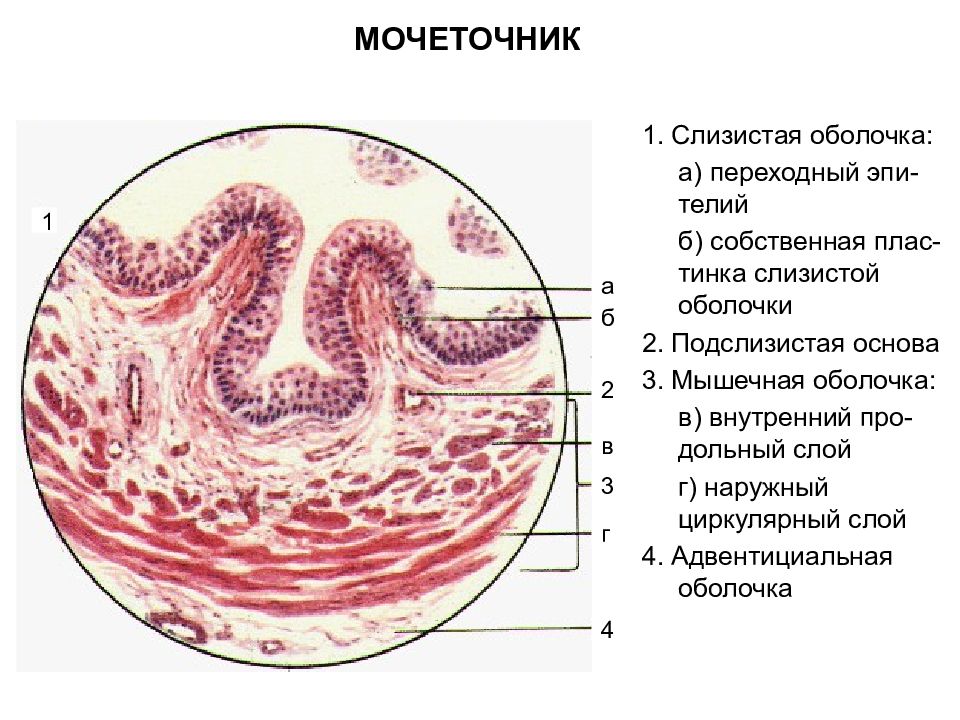 Слизистый пузырь. Строение мочеточника гистология. Гистологический препарат мочеточник. Строение стенки мочеточника. Мочеточник гистология препарат.