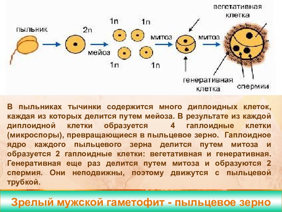 Двойное оплодотворение у цветковых растений презентация 10 класс