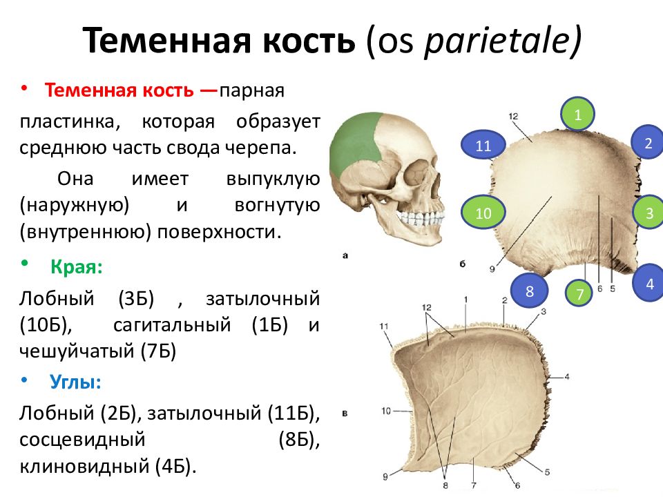 Теменная кость находится. Кости черепа теменная кость анатомия. Теменная кость черепа строение. Теменная кость Синельников. Теменная кость (os parietale).