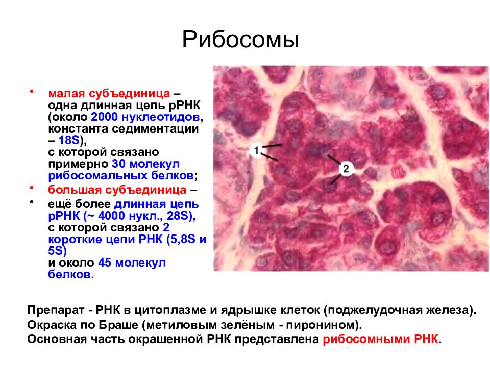 Цитоплазма рнк. РНК по браше. Окраска метиловым зелёным-пиронином. Выявление РНК по браше.