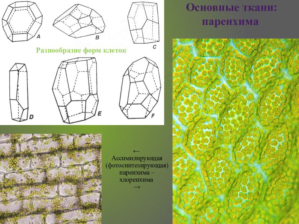 Рисунок основной ткани. Ассимиляционная ткань (хлоренхима). Основная ткань растений ассимиляционная. Основная ткань растений паренхима. Фотосинтезирующая ткань паренхима.