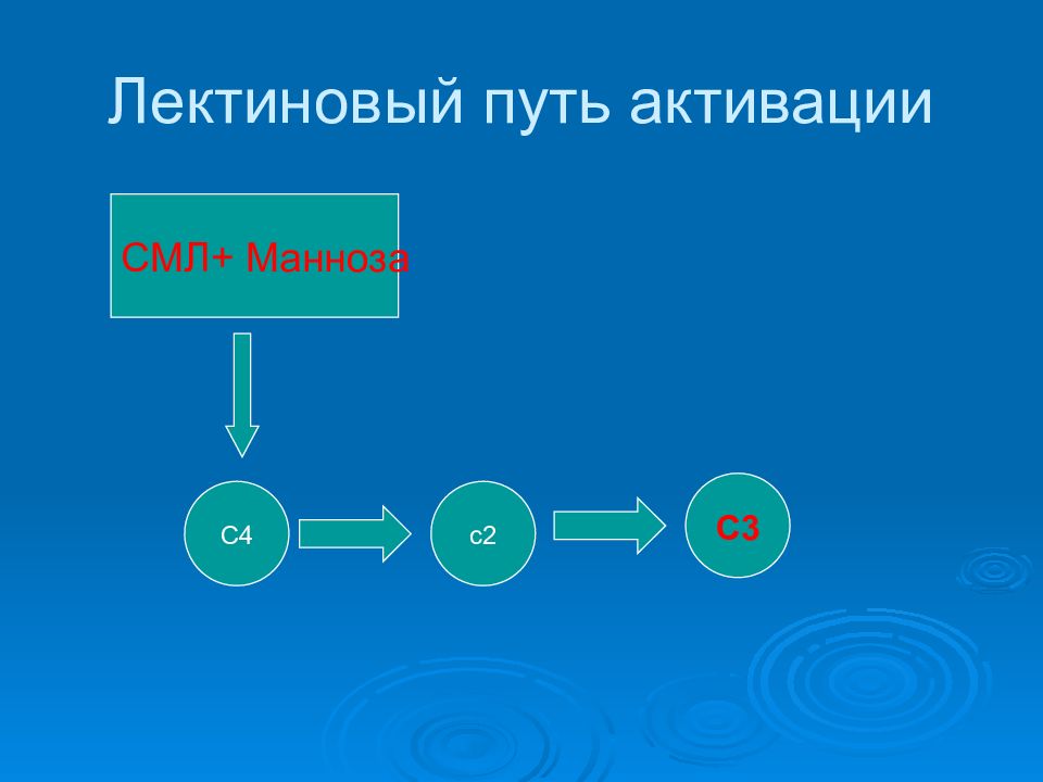 Лектиновый путь активации комплемента