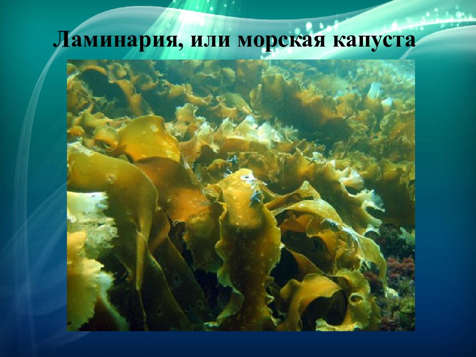 Ламинария где. Морская капуста ламинария. Бурые водоросли ламинария морская капуста. Морская капуста ламинария в море. Ламинария Дальний Восток.