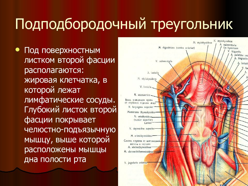 Содержимое находится. Подподбородочный треугольник шеи топография. • Подподбородочный треугольник (Trigonum submentale),. Подподбородочная область топографическая анатомия. Подбородочный треугольник топографическая анатомия.