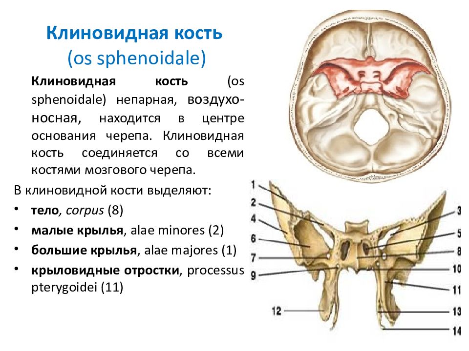 Клиновидная кость черепа рисунок