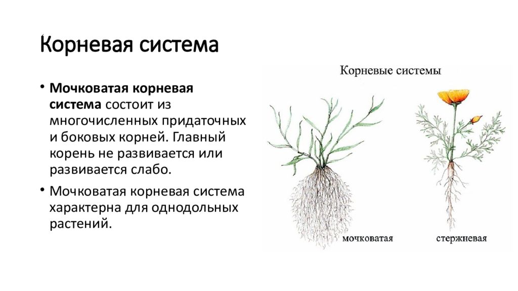 Главный корень у однодольных. Растения с мочковатой корневой системой. Мочковатая корневая система у однодольных. Мочковатая корневая система тюльпан.