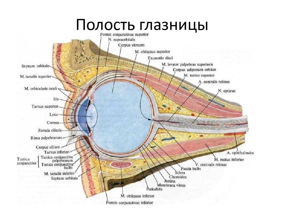 Карта глаз. Глазное яблоко анатомия атлас. Сагиттальный срез глазного яблока. Строение глазного яблока анатомия латынь. Строение глаза и глазницы.