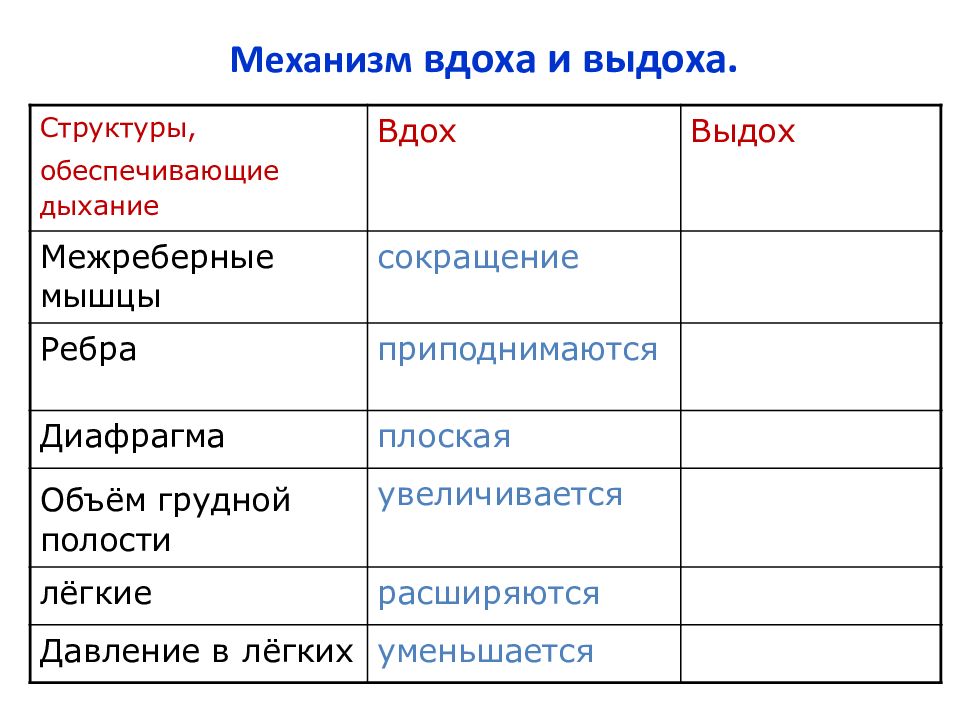 Таблица органы дыхания