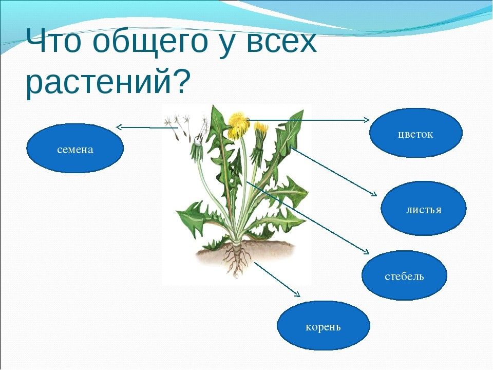 Строение растений презентация