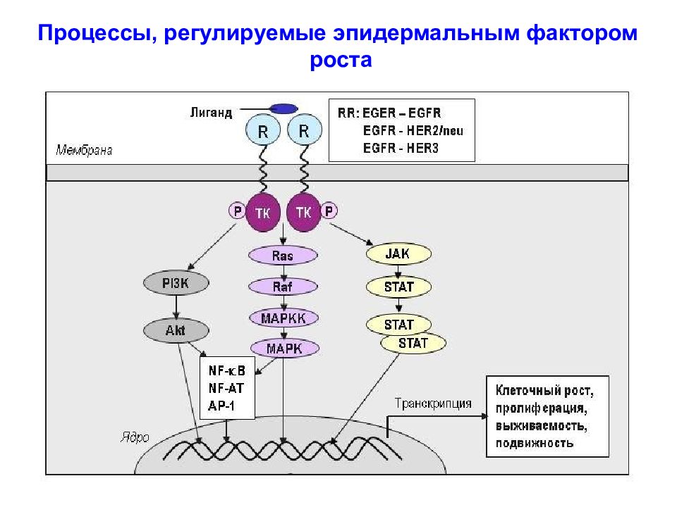 Регламентировать процесс. MAPK сигнальный путь эпидермальный фактор роста. Митоген активируемая протеинкиназа. Факторы роста сигнальные пути. Рецептор эпидермального фактора роста структура.