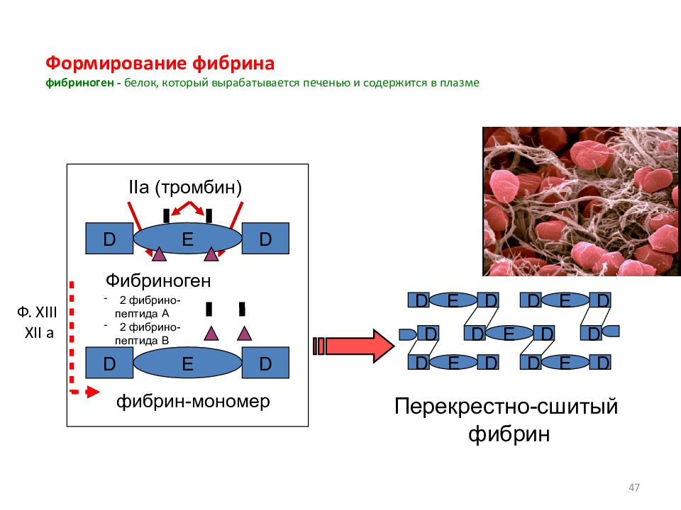 Фибриноген при онкологии. Фибриноген белок плазмы крови который. Фибриноген белок плазмы крови который 1 правильный. Образование фибрина из фибриногена. Формирование фибрина из фибриногена.