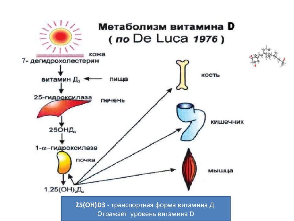 25 он д. Схема образования активной формы витамина д. Схема метаболизма витамина д3. Схема образования активных форм витамина д3. Схема образования активных форм витамина d3.