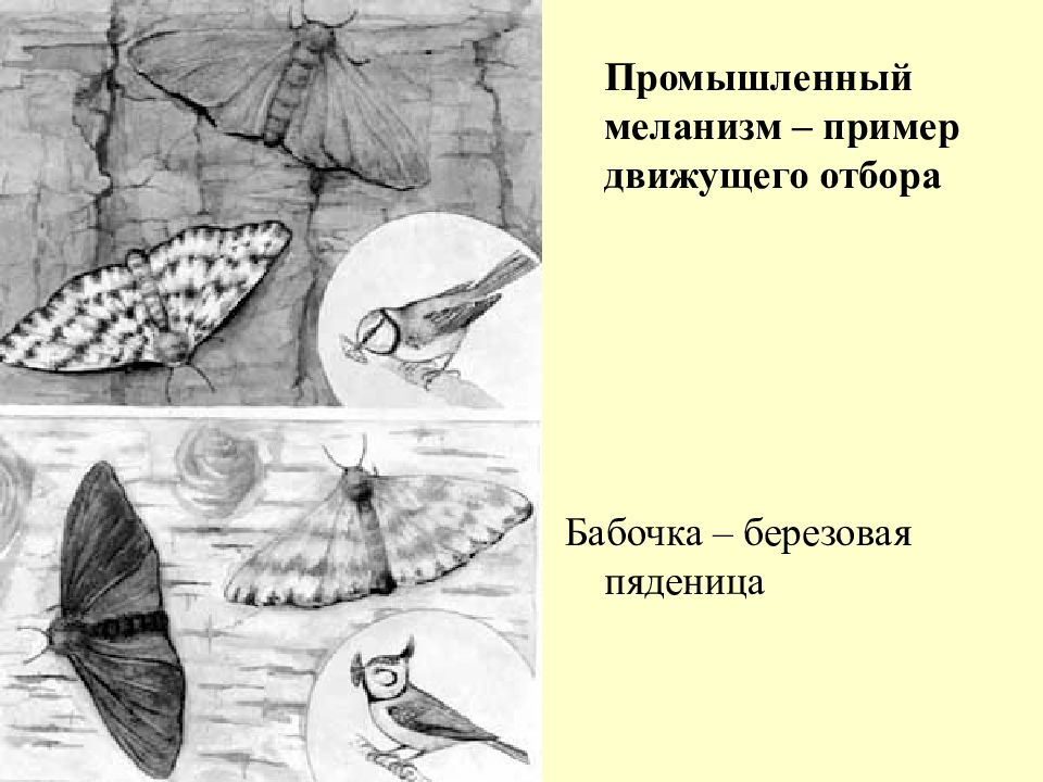 индустриальный меланизм пример. индустриального меланизма у бабочек березовой пяденицы. промышленный меланизм. меланизм березовой пяденицы. индустриальный меланизм у животных.