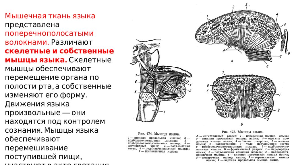 Собственные мышцы. Собственные мышцы языка анатомия. Скелетные мышцы языка анатомия. Собственные и скелетные мышцы языка. Мышцы языка анатомия схема.