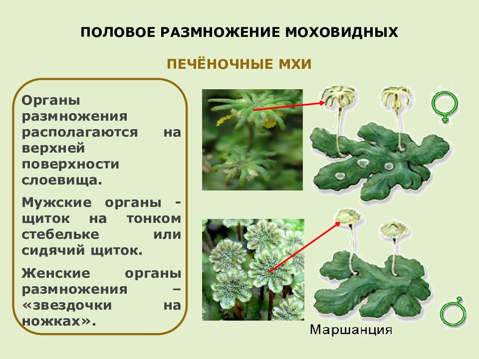 Органы моховидных. Мхи печёночники 6 класс. Печёночники мхи строение. Печеночники слоевище. Размножение мхов печеночников.