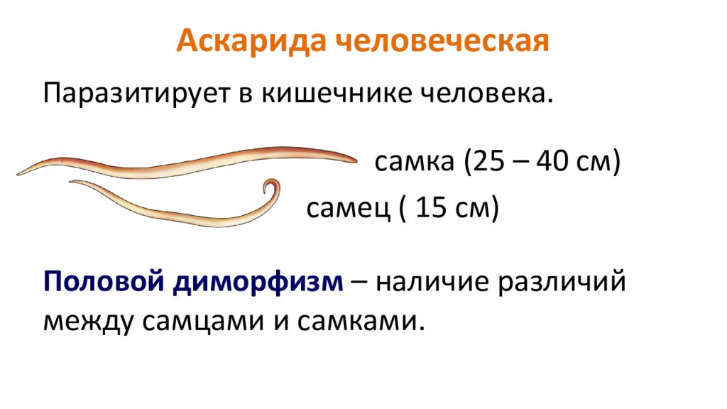 Человеческая аскарида характеристика