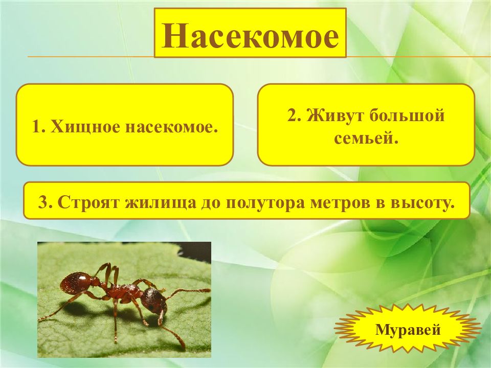 Картинки НАСЕКОМЫЕ ПЛЕШАКОВ 1 КЛАСС