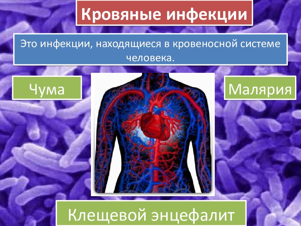 Кровяные инфекции. Чума кровяная инфекция. Инфекции кровеносной системы примеры. Кровяные инфекции анкета. Где находится инфекция.