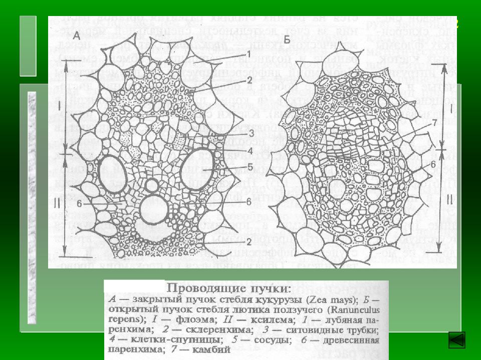 Изображение поперечного сечения стебля