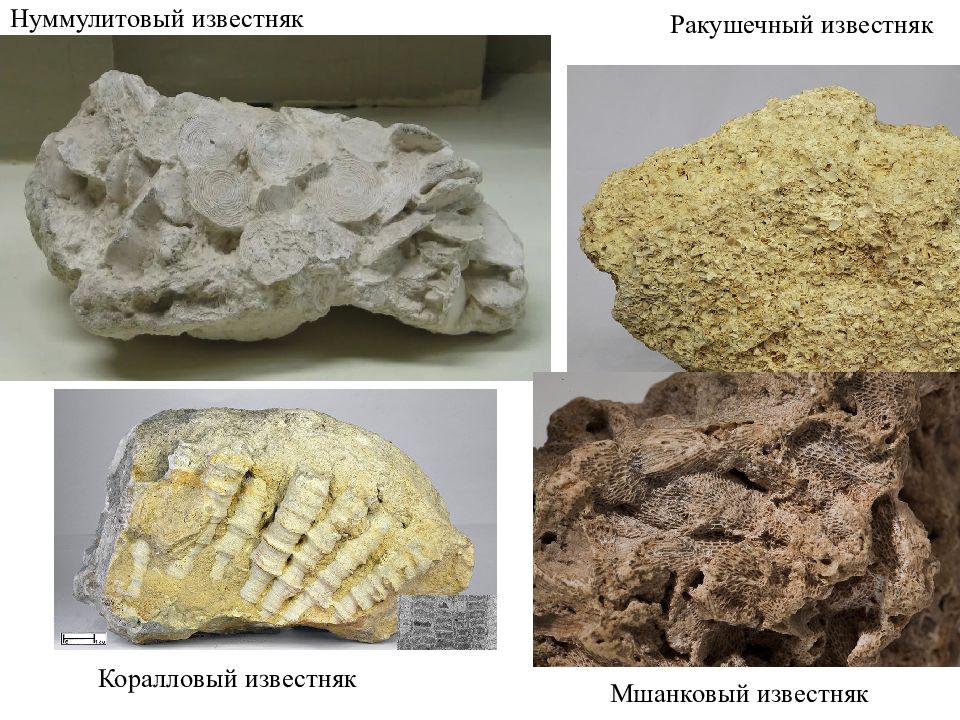 Виды известняка с картинками