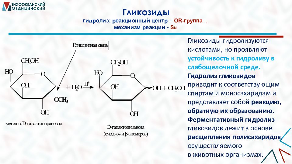 Глюкоза вступает в гидролиз. Образование гликозидов протекает по механизму. Гидролиз гликозидов. Реакция образования гликозидов. Кислотный гидролиз гликозидов.