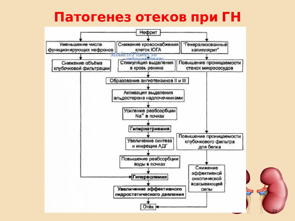 Патофизиология почек презентация