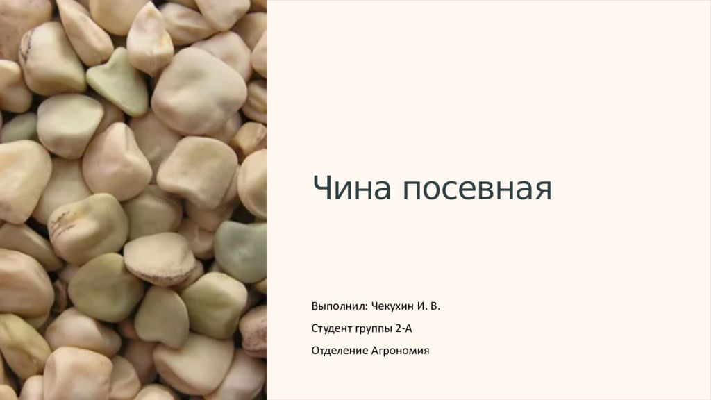 Чина посевная Выполнил: Чекухин И. В. Студент группы 2-А Отделение Агрономия