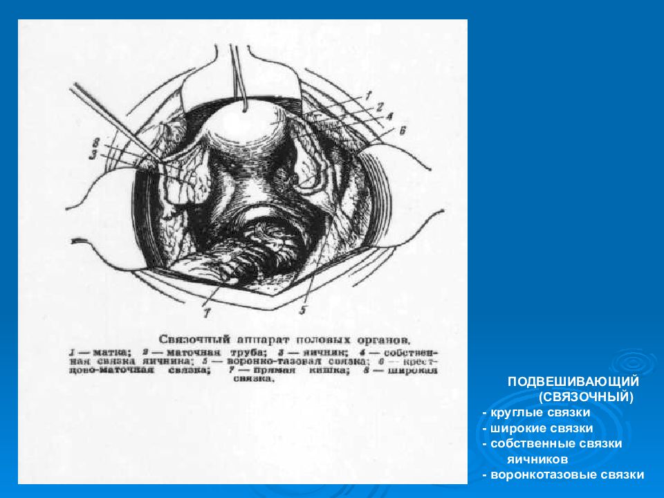 Связки матки. Круглые связки матки по-латински. Базальная связка матки. Верхний край широкой связки матки справа. Связки матки подробно гинекология рисунки.