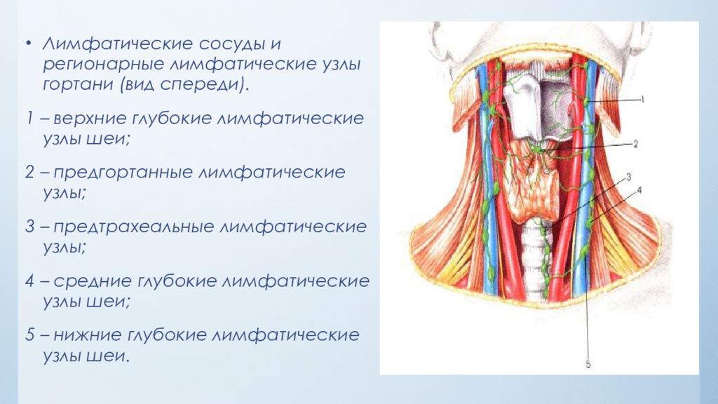 Строение шеи человека спереди в картинках