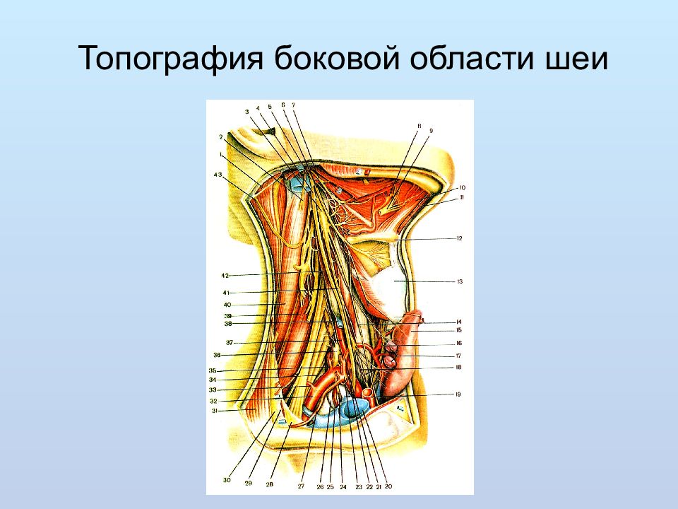 Латеральная область шеи на латинском. Топографическая анатомия шеи боковые области топография. Послойная топография передней области шеи. Латеральная область шеи. Слои шеи топографическая анатомия.