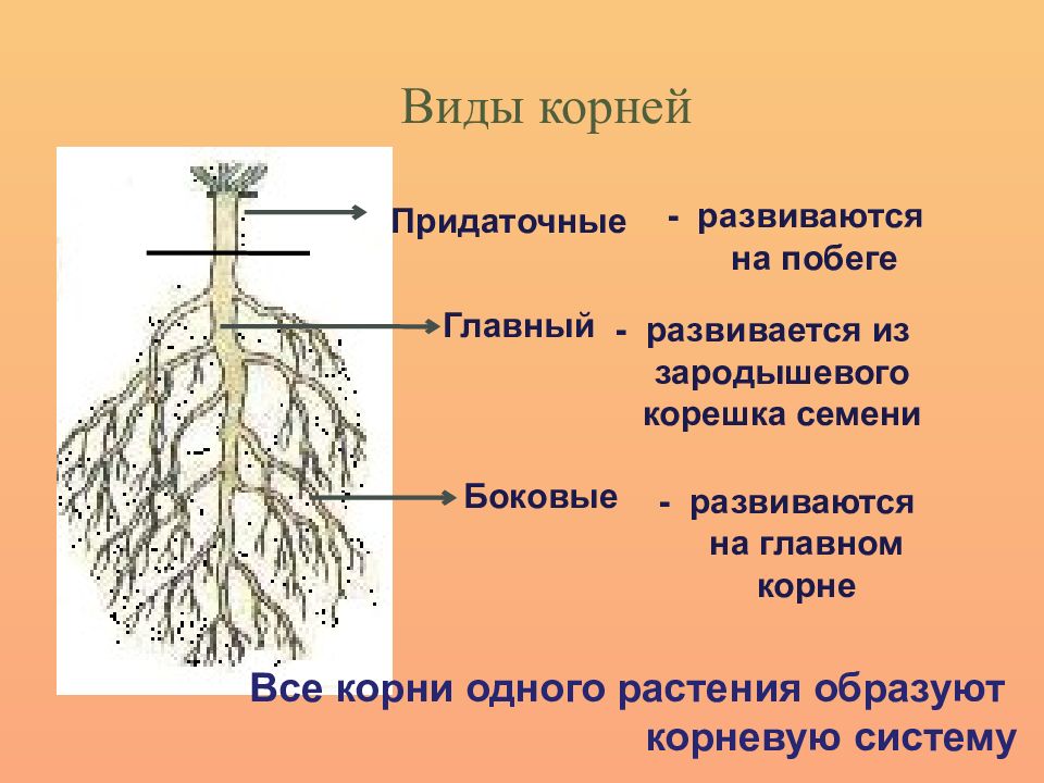 Рассмотри изображение корневой системы и выполни задания