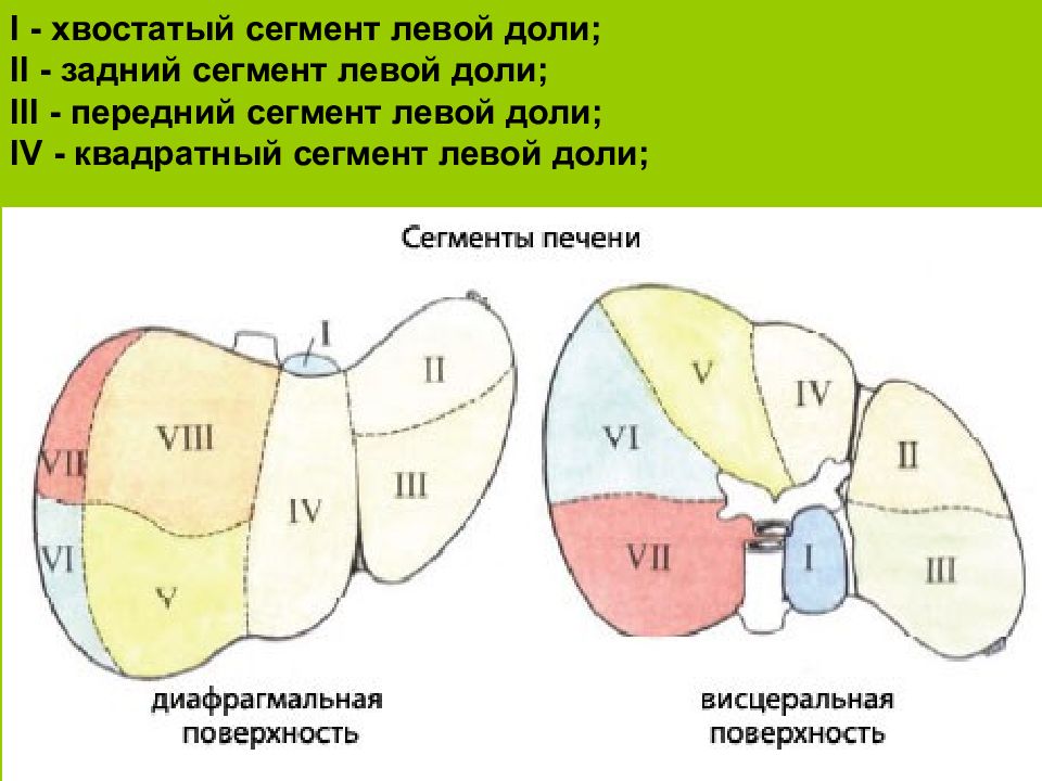 Доли печени анатомия схема