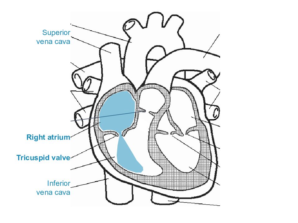 Правое предсердие рисунок. Vena Cava Superior анатомия. Vena Cava inferior tributarious. Impression Vena Cava. Vena Cava inferior строение рисунок.