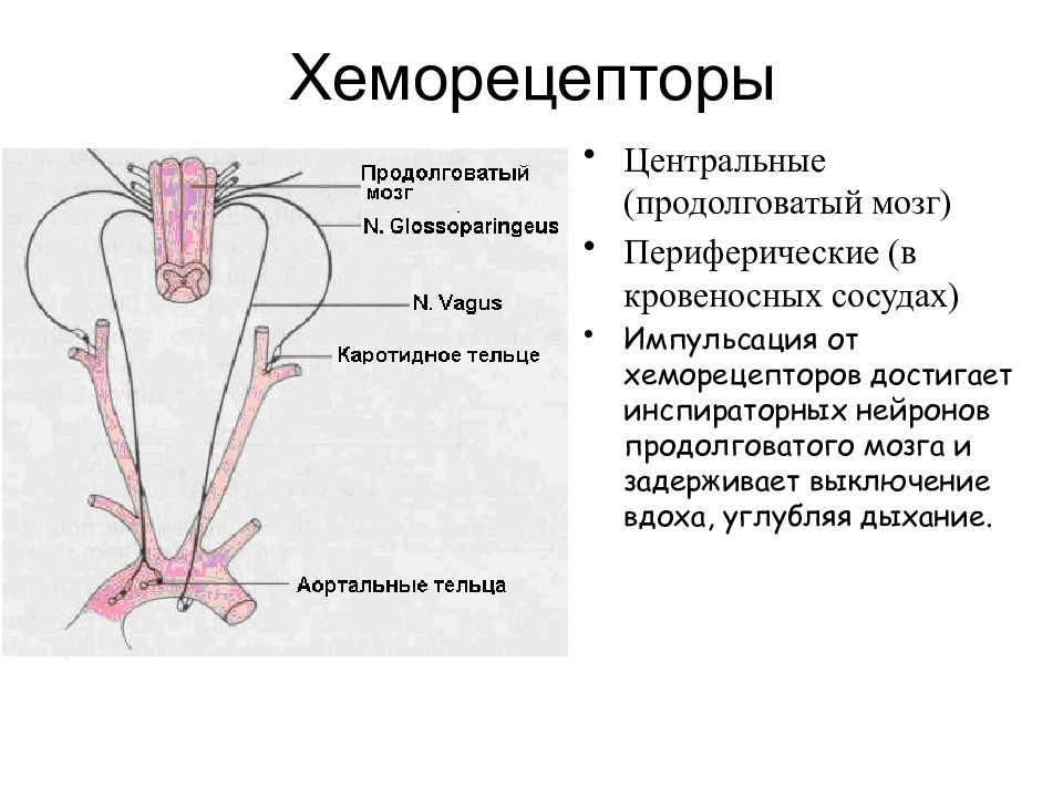 Капилляр щитовидной железы продолговатый мозг