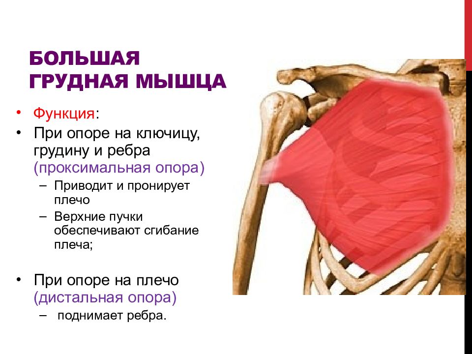 Функции грудной клетки. Большая грудная мышца. Большая грущнвя мышцы функции. Функция большой грудной мышцы. Функции прикрепления большой грудной мышцы.