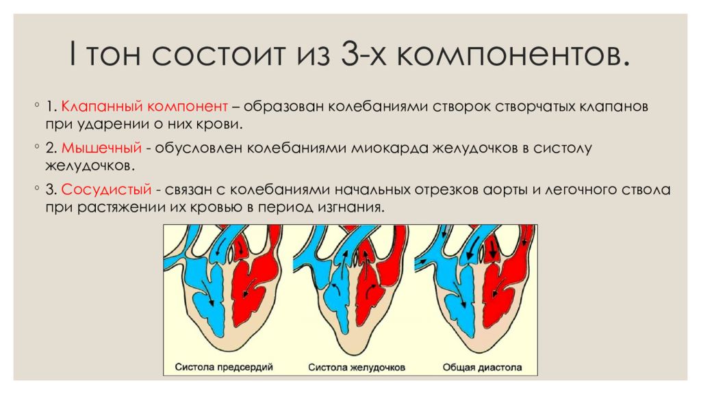 1 тон сердца. Компоненты первого и второго тона сердца. Механизм образования второго тона сердца. Компоненты 3 тона сердца. Первый тон сердца компоненты.