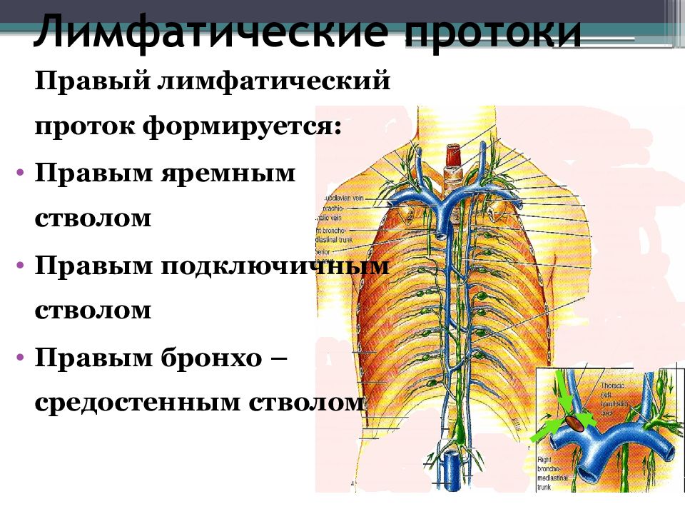 Лимфатические протоки схема