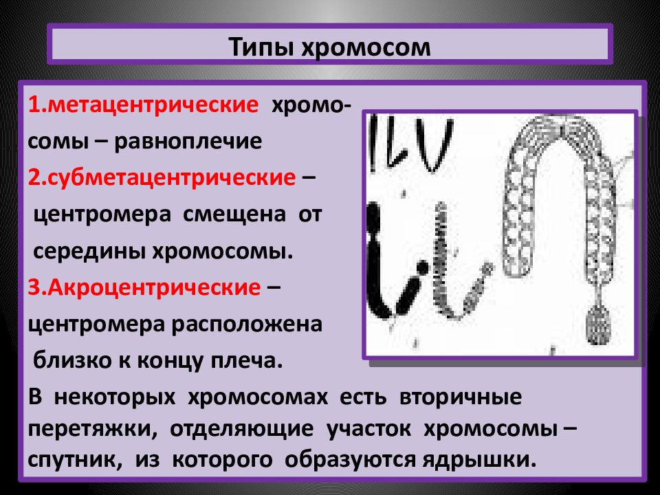 Хромосомы группы г. Акроцентрические хромосомы человека. Типы хромосом. Строение и типы хромосом. Хромосомы и их типы.