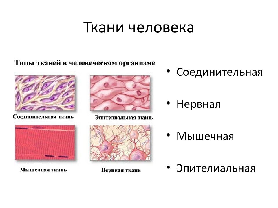 Основное группа ткани человека