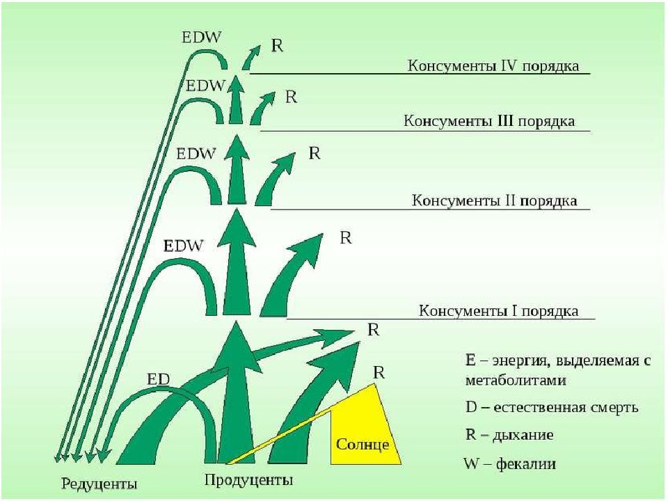 Презентация по биологии 7 класс цепи питания поток энергии