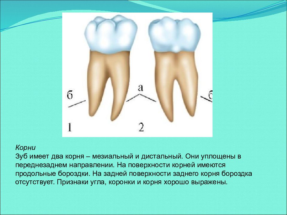 Для получения раздельного изображения корней коренных зубов центральный луч должен иметь направление